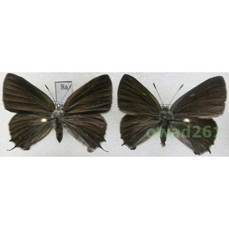 Satyrium w-album (Knoch, 1782) pair Czech8a